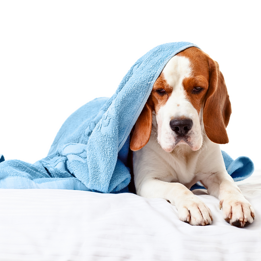 Köpeklerin Zehirlenme Durumunda Yapılması Gerekenler