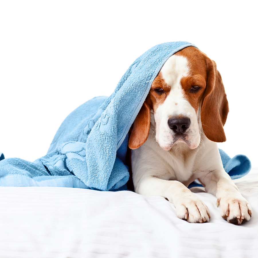 What to Do in the Case of Poisoning for Dogs