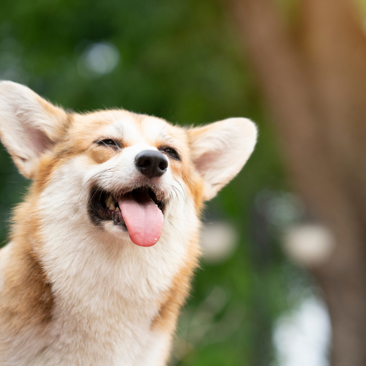 Köpeklerinizin Kendilerini Serin Tutması İçin Neler Yapabilirsiniz?