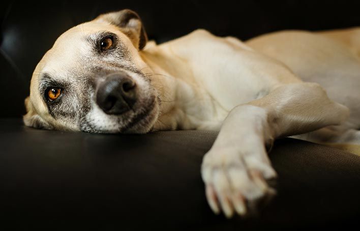 Köpeklerde Eklem İltihabı: Belirtileri ve Tedavisi