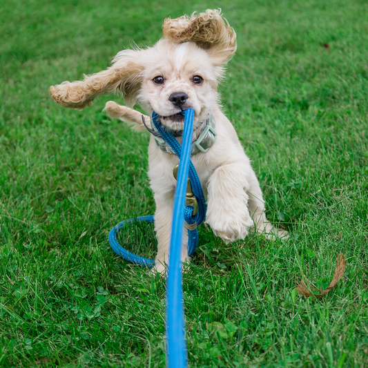 Yavru Köpek Eğitimi Nasıl Yapılır?