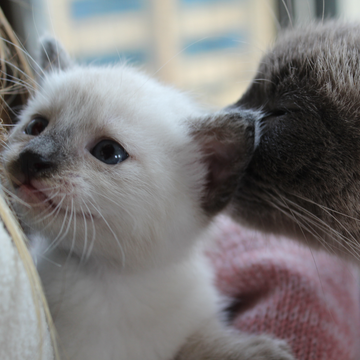 Yavru ya da Yetişkin Kedi Bakımı Nasıl Olmalıdır?