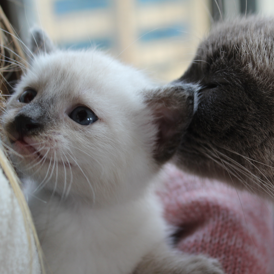 How to Care for Kittens and Adult Cats?