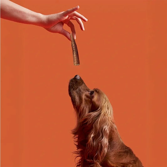 Köpek Eğitiminde Ödül Mamalarının Önemi: Doğru Kullanım ve Etkili Eğitim İpuçları