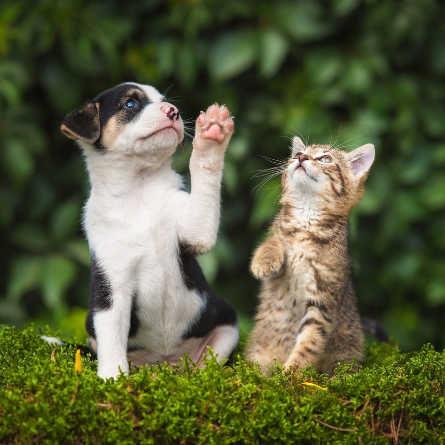 Common Spring Allergies in Our Furry Friends and Their Solutions