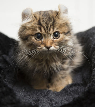 American Curl: Özellikleri, Karakteri, Bakımı ve Sağlığı