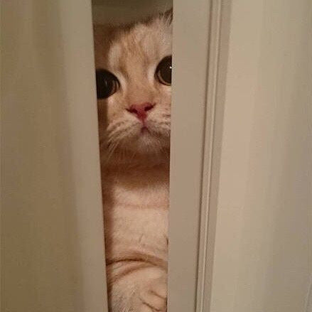 Sokaktan Kedi Sahipleneceklere Tavsiyeler, Detaylı Bir Rehber
