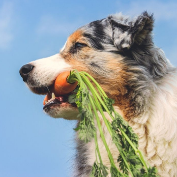 Köpekler İçin Lif Neden Önemlidir? En İyi Lif Kaynakları ve Faydaları