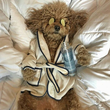 Patili Dostunuzun Ömrünü Uzatın: Düzenli Veteriner Kontrolünün 7 Kritik Faydası