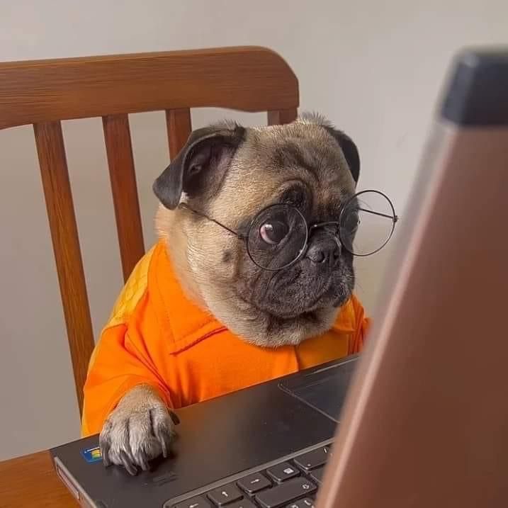 En İyi ve Sağlıklı Köpek Mamaları, Köpek Maması Nasıl Seçilir?
