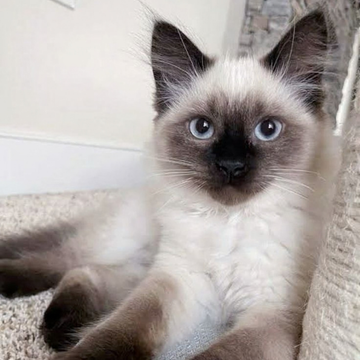 Birman: Özellikleri, Karakteri, Bakımı ve Sağlığı