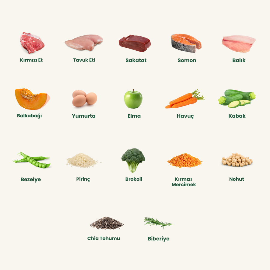 Feeding with Meals Prepared Using Human-Grade Ingredients: Effects on Dog Health and a Scientific Review