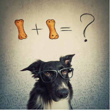 Köpek Zekası ve Gelişimi: Köpeğinizin Zihinsel Potansiyelini Nasıl Destekleyebilirsiniz?