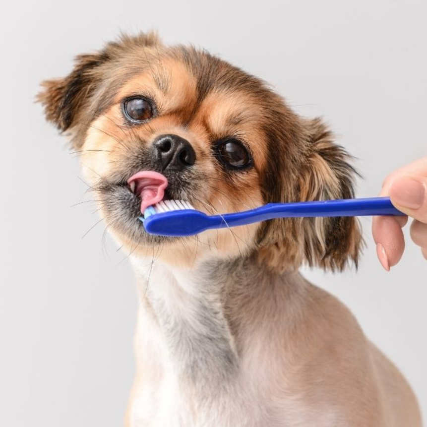 Köpeklerde Ağız Kokusunu Engellemenin Yolları: Sağlıklı Nefes, Sağlıklı Yaşam