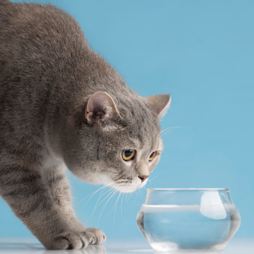 Kedim Su İçmiyor? Kediler Neden Su İçmez ve Nasıl Teşvik Edilir?