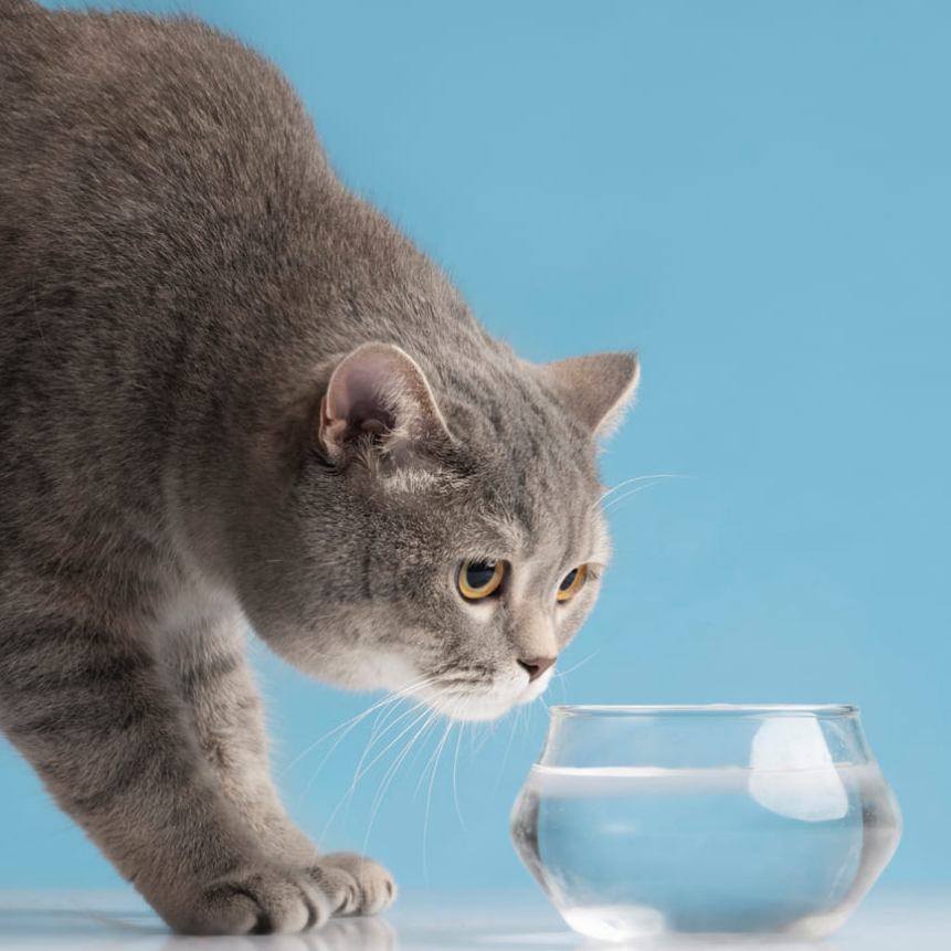 My Cat Isn't Drinking Water? Why Cats Don't Drink Water and How to Encourage Them