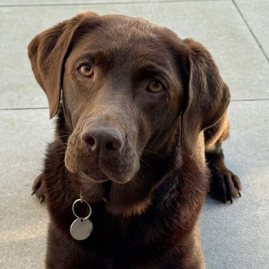 Köpekler Fındık Yer mi? Köpekler İçin Fındık Zararlı mı?