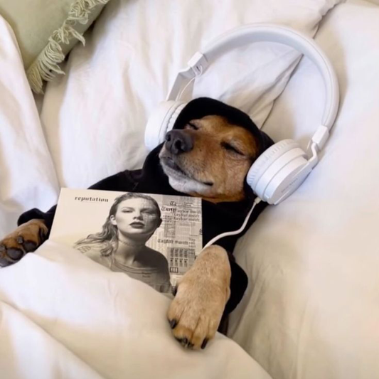 Köpeklerde Burun Akıntısı Nedenleri ve Çözüm Rehberi: Ne Zaman Endişelenmelisiniz?