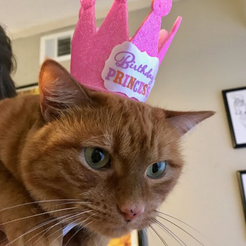 Dünya Kediler Günü Ne Zaman Kutlanır? (2026 Dahil Tüm Tarihler)