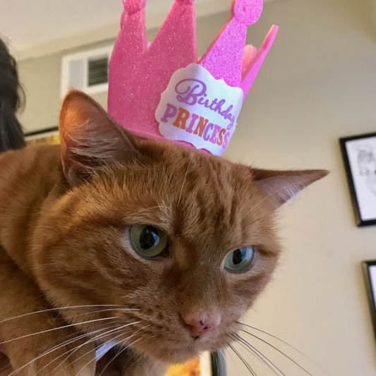 Dünya Kediler Günü Ne Zaman Kutlanır? (2026 Dahil Tüm Tarihler)