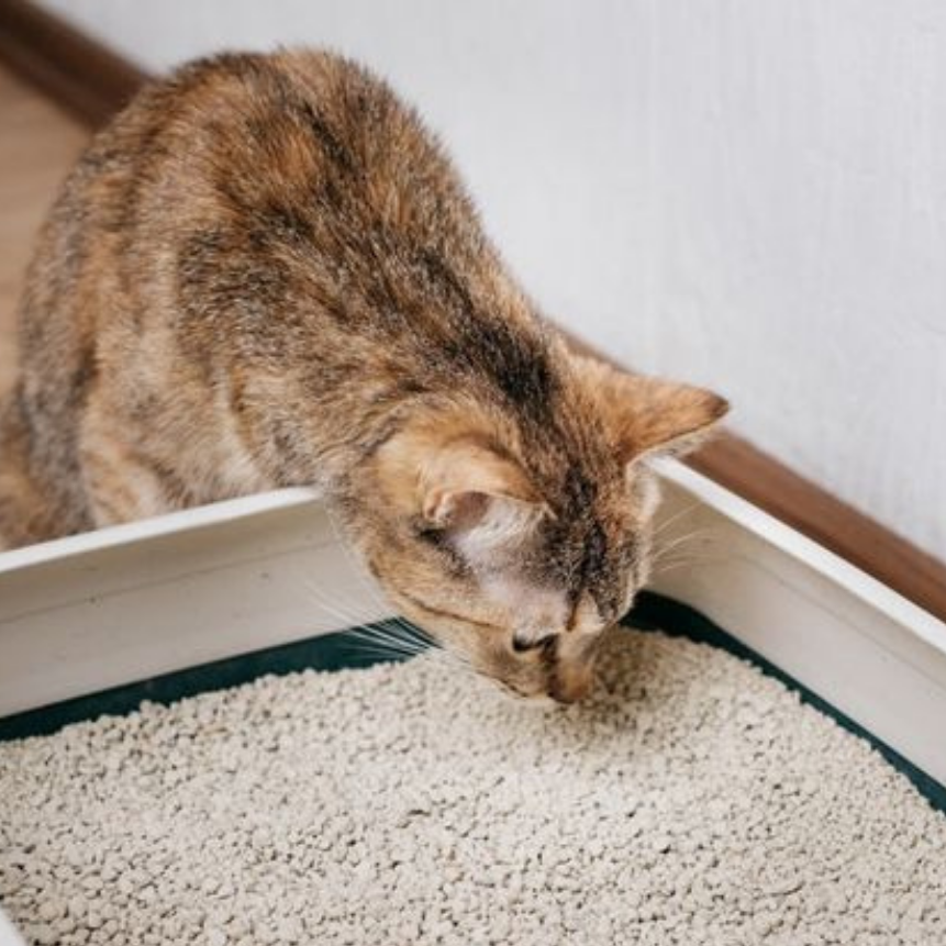 Kedi Kumu Nasıl Seçilir? En İyi Kedi Kumu Rehberi