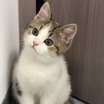kedi ismini duyuyor