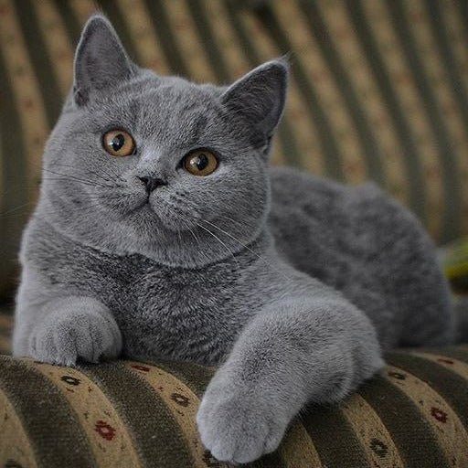 Mavi Tüylü Gülen Yüz: Chartreux Kedisi Özellikleri, Bakımı ve Beslenme Rehberi