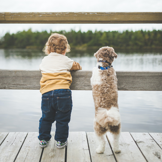 Çocukların Evcil Köpekler ile Arasındaki İlişki