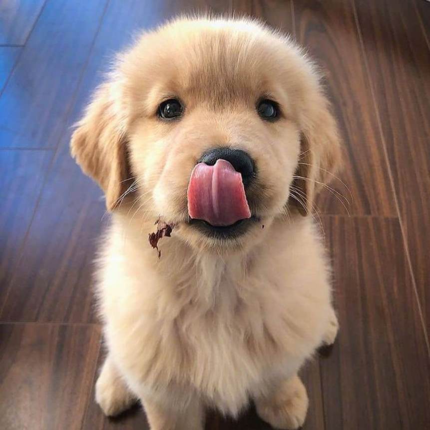 Köpekler Neden Titrer? Nedenleri ve Ne Zaman Endişelenmeli