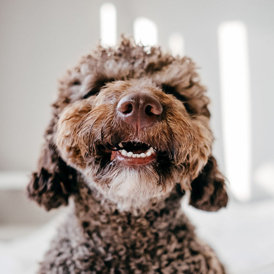 Kedi ve Köpeklerde Diş Hastalıkları Neden Önemlidir?