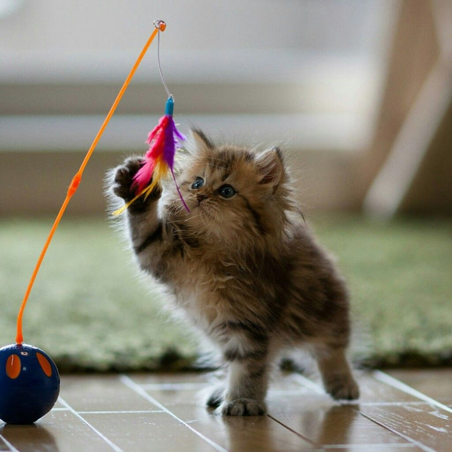 The Healthiest Ways to Spoil Your Cat: Tips for a Happy and Content Cat