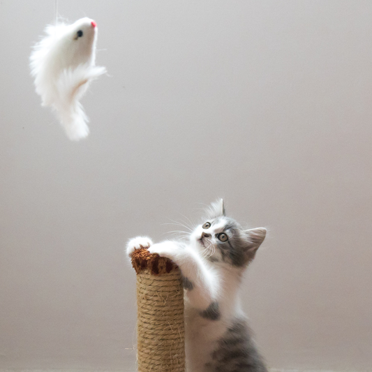 Evcil Kediler için Aktiviteler Nelerdir?