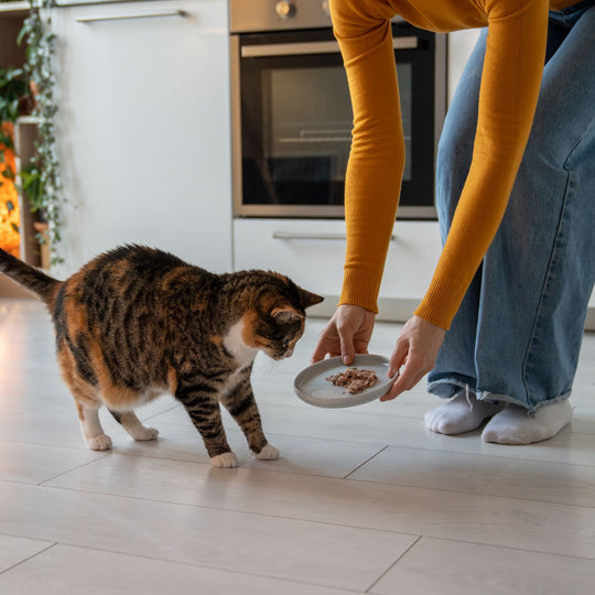 Evde Kedi Besleyenlerin Bilmesi Gereken 10 İpucu