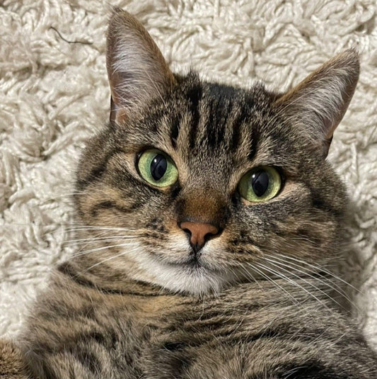 Kediler İçin En Sağlıklı Yiyecekler Nelerdir? Doğru Beslenmenin Temel Rehberi