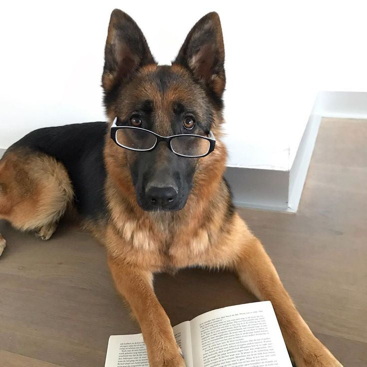 Germany's Golden Legacies: Popular German Dog Breeds