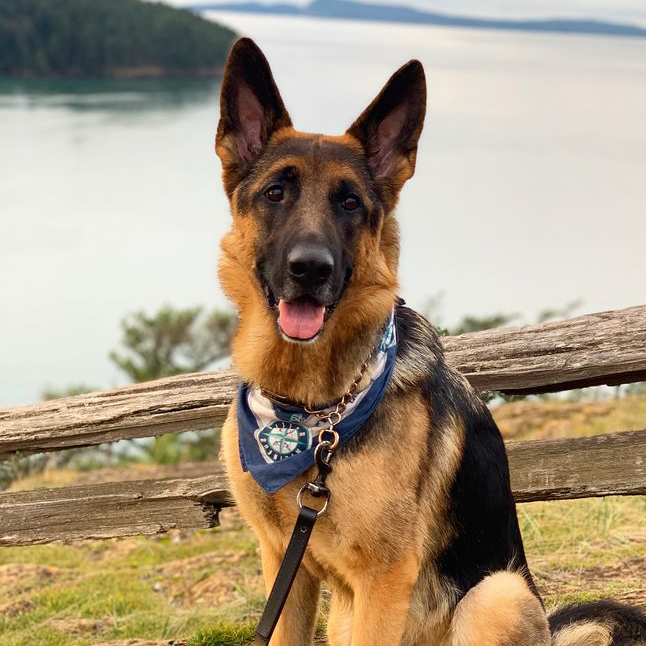 German Shepherd Dog Breed: Characteristics, Care, and Nutrition