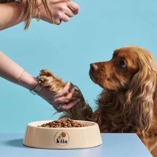 Köpek Maması Seçimi Rehberi: Irka ve Boyuta Göre En İyi Mama Nasıl Belirlenir?