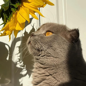 En Popüler Gri Kedi Cinsleri Nelerdir? Özellikleri ve Karakter Yapıları