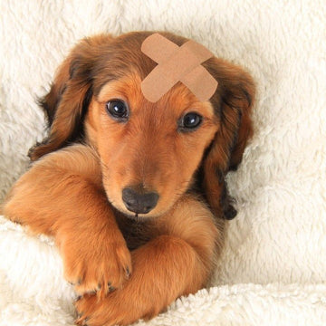 Köpek Sağlığı Rehberi: En Sık Görülen 12 Köpek Hastalığı, Belirtileri ve Modern Tedavi Yöntemleri