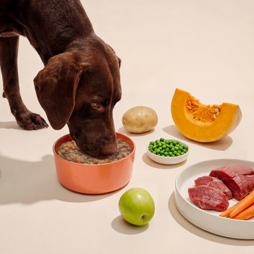 Köpeğinizin ve Kedinizin Kasesine Tazelik Katmanın Bilimi: Sebzeler, Et ve Kito Fresh Gerçeği