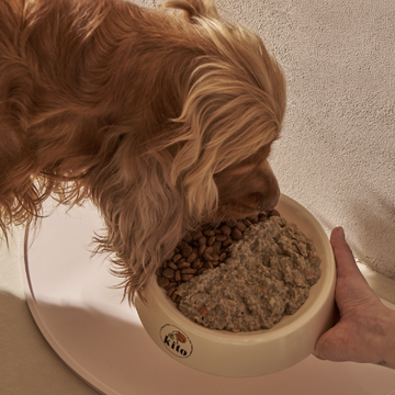 Köpeğimin Mama Kabı Yerde mi Durmalı, Yükseltilmeli mi?