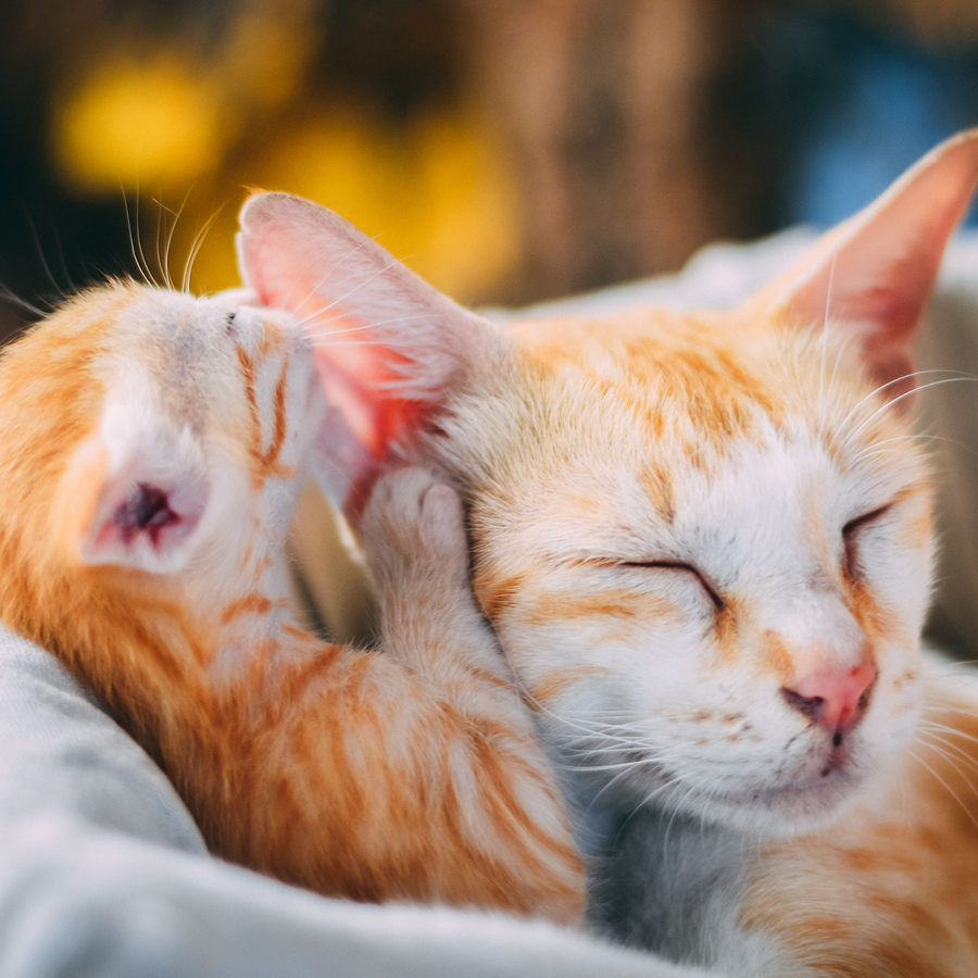 Life Stages of Cats