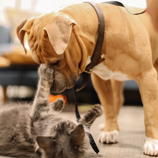 Kedilerin Diğer Evcil Hayvanlarınızla Tanıştırılması