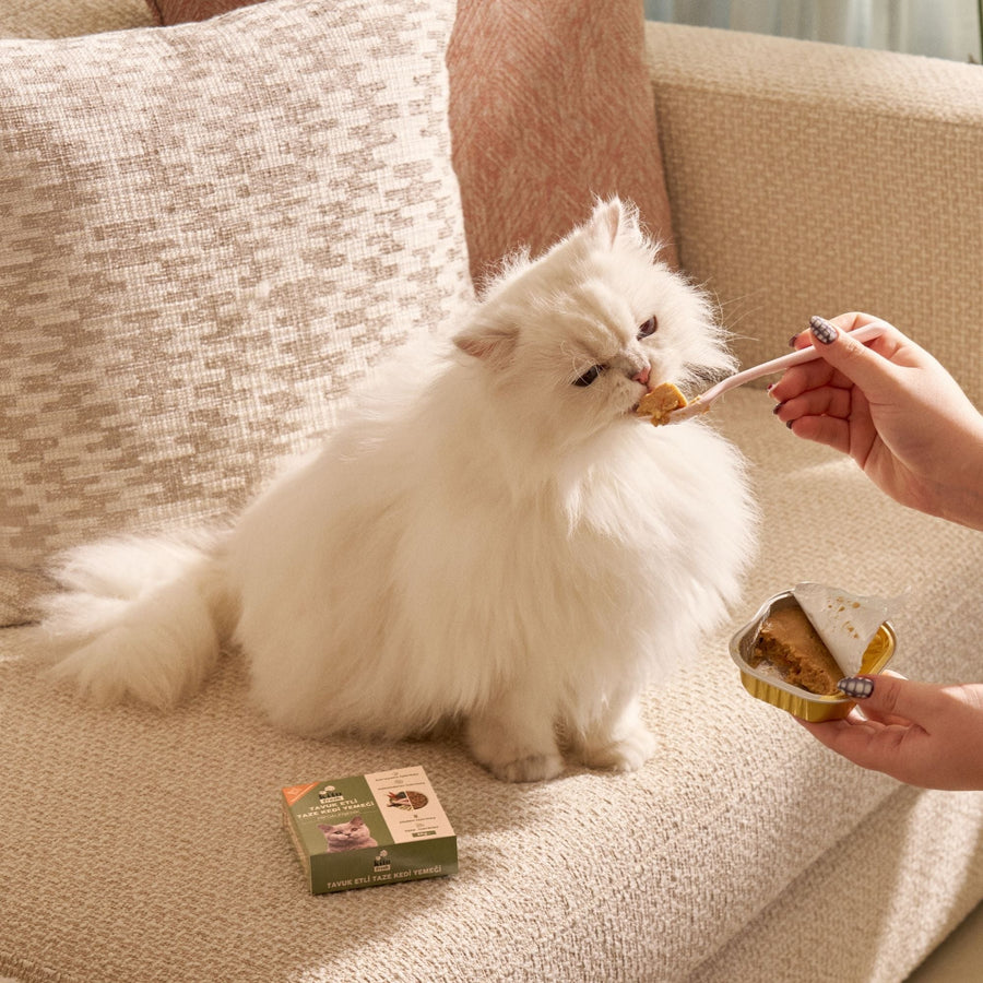 If Your Cat Doesn’t Immediately Like its Food, Don’t Worry: Here is Small Tricks You Can Try