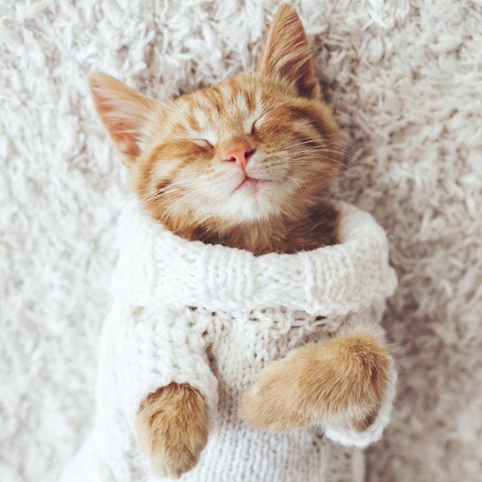 Kediler Üşür Mü?