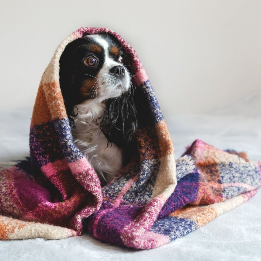 Is Your Dog’s Stool Healthy?