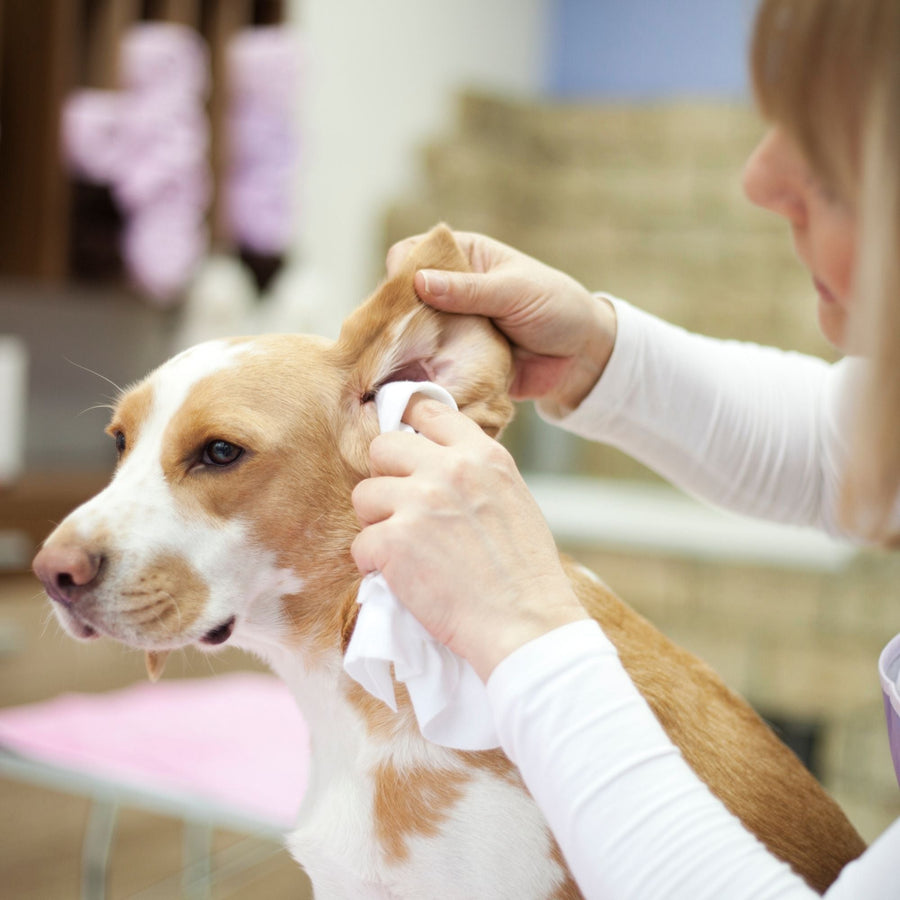 Ear Cleaning for Our Furry Friends