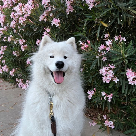 Köpekle Gezintileri Kolaylaştıracak Şeyler