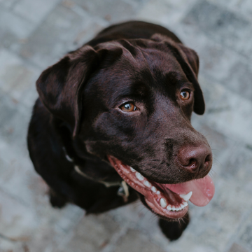 Köpeklerde Diş Bakımı Nasıl Yapılır?