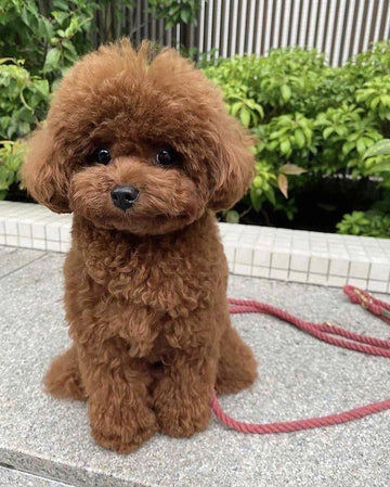 Köpekler Neden Titrer? Nedenleri ve Ne Zaman Endişelenmeli